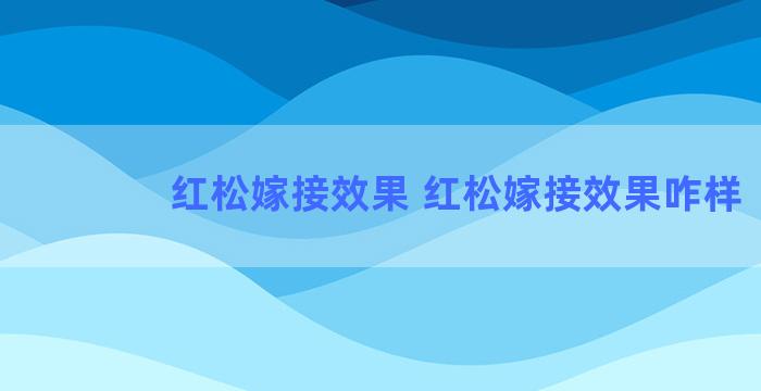 红松嫁接效果 红松嫁接效果咋样